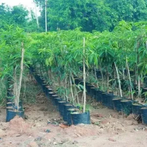 the green dotcom Mango Plant  (Hybrid, Pack of 1)